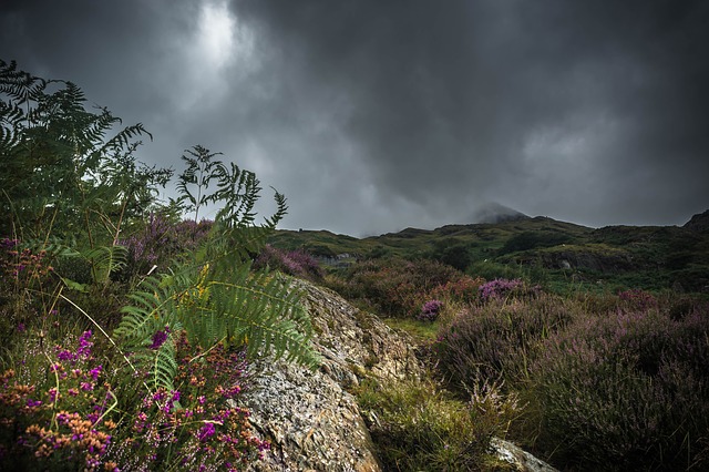 In der mystischen Landschaft Wales war Bärlauch eine der heiligsten Pflanzen